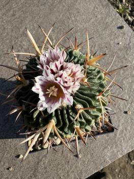 Stenocactus phyllacanthus